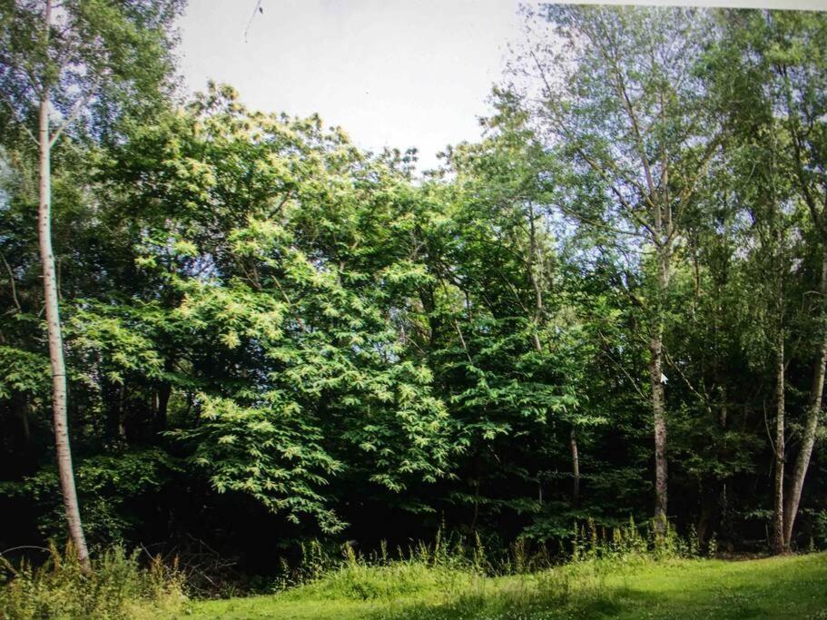 Cosy Woodland Romantic Retreat With Log Fires And Nature Sturry Exteriör bild